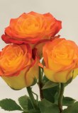 Circus 75 Long Roses